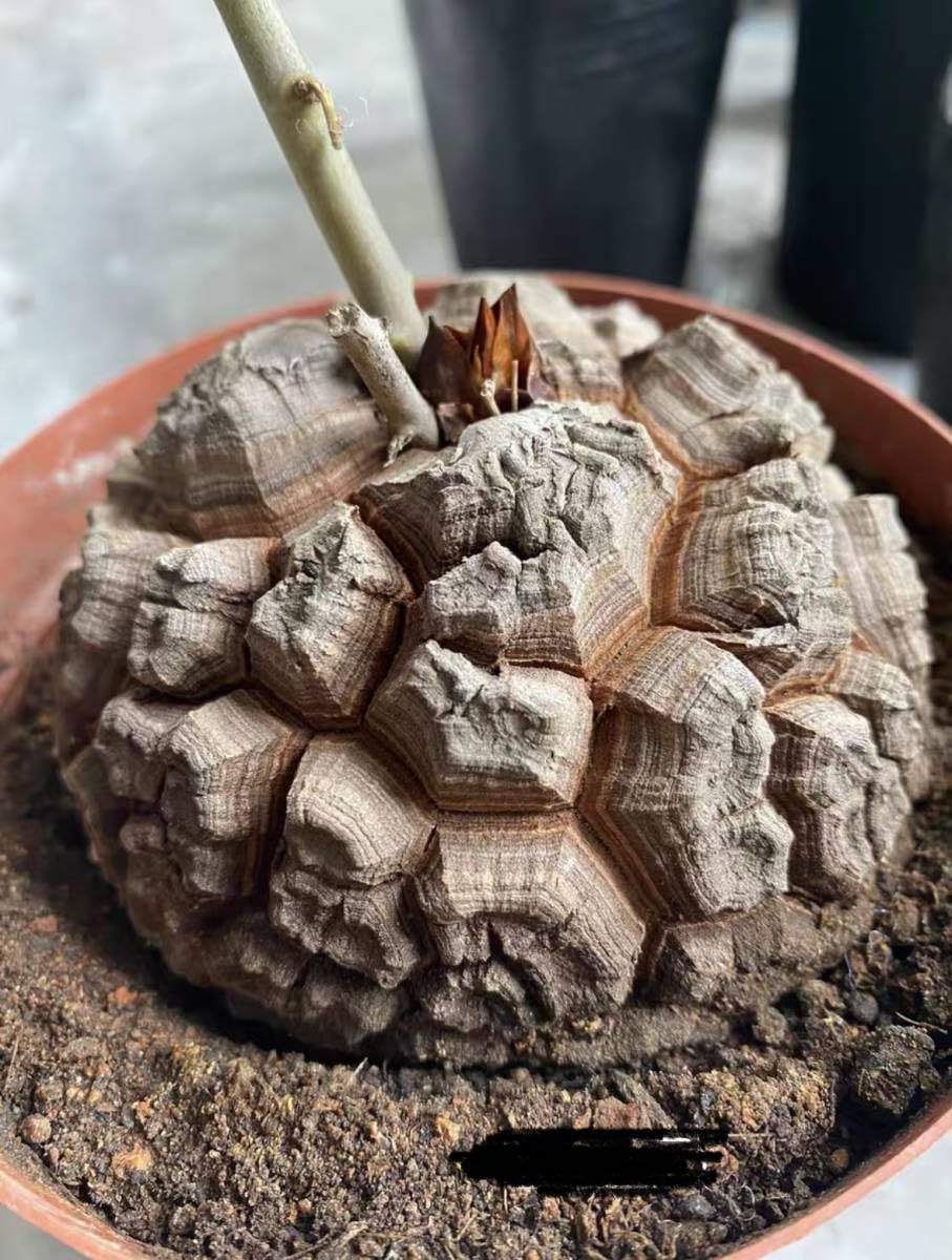 Amazon.co.jp: NO.1アフリカ亀甲竜 ディオスコレアエレファンティペス